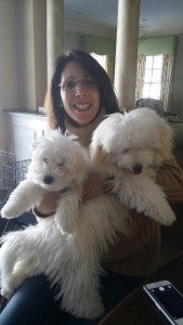 florida coton de tulear puppies, puppy, dogs, cotons, coton breeders, forever families, cute, florida cotons, cotons of downing street